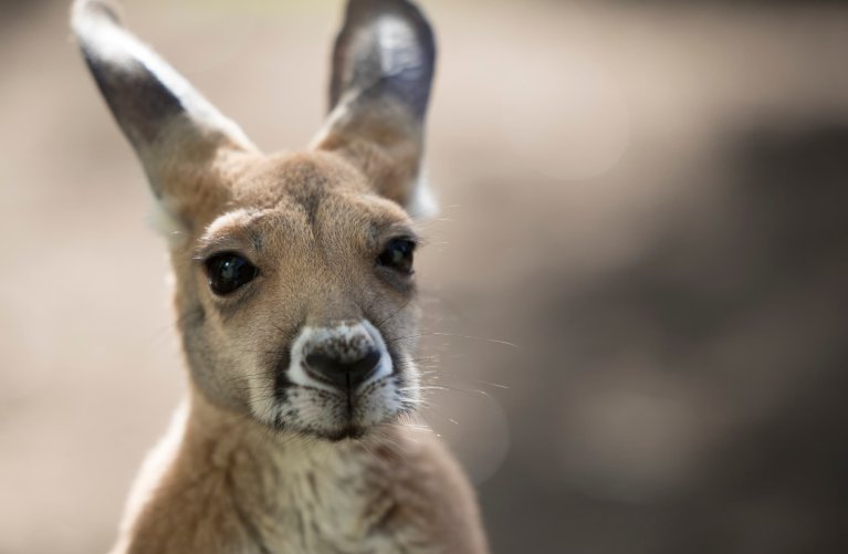 Close-up of a kangaroo