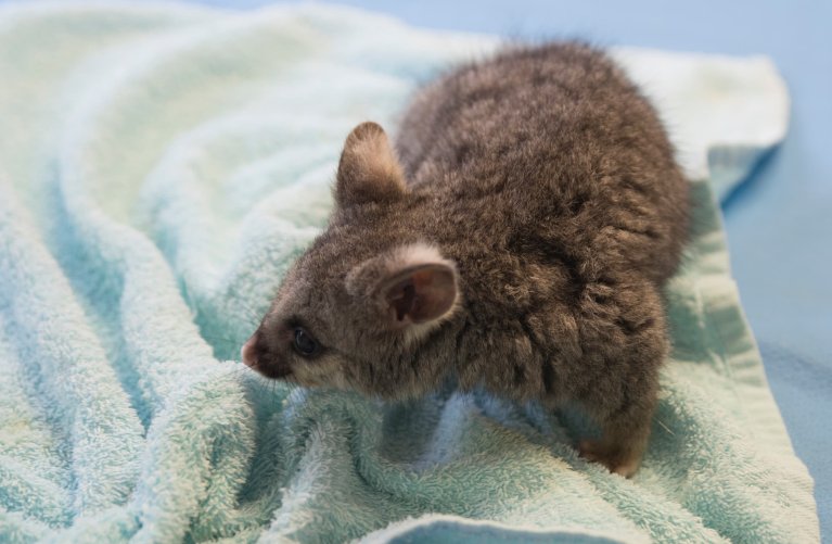 Small possum on a towel