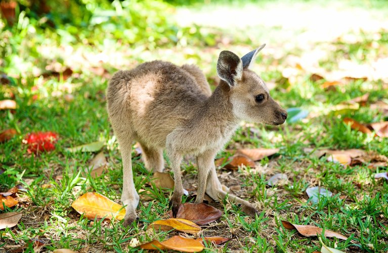 Kangaroo joey out on the grass