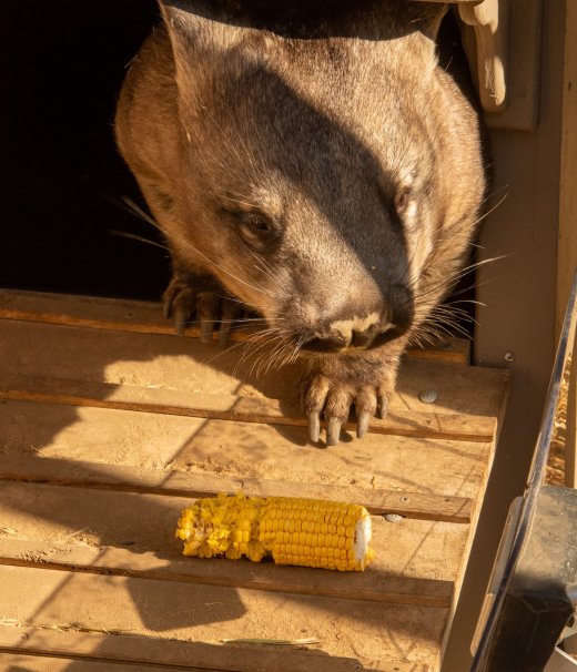Wombat Image
