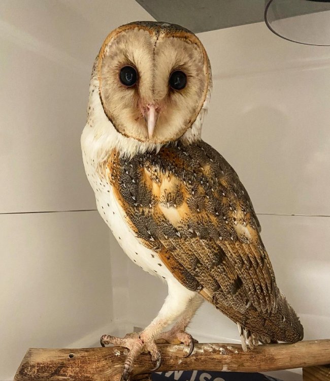 A barn owl stares into the camera