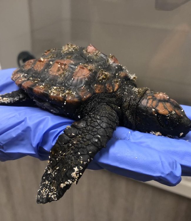 Tiny loggerhead turtle in a gloved hand