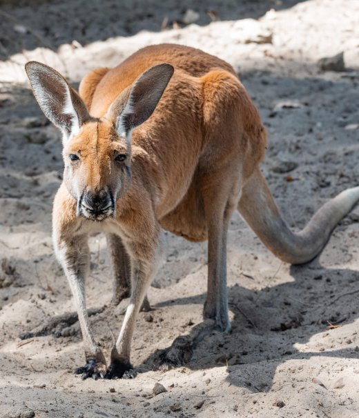 Kangaroos Image