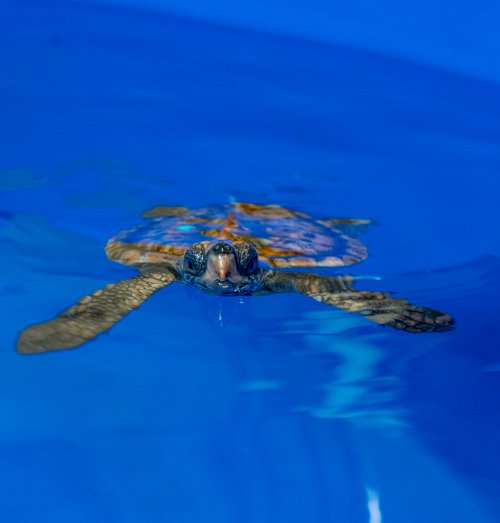 Collaborating to conserve WA's marine reptiles Image