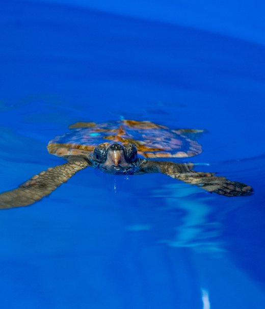 Marine Turtles Image