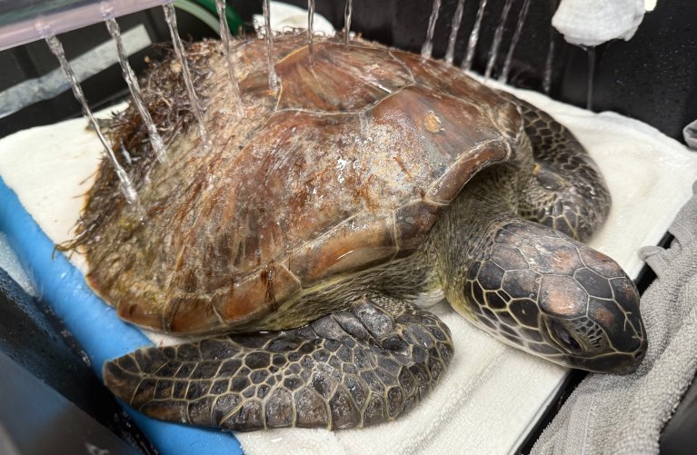 Turtles and Snakes image