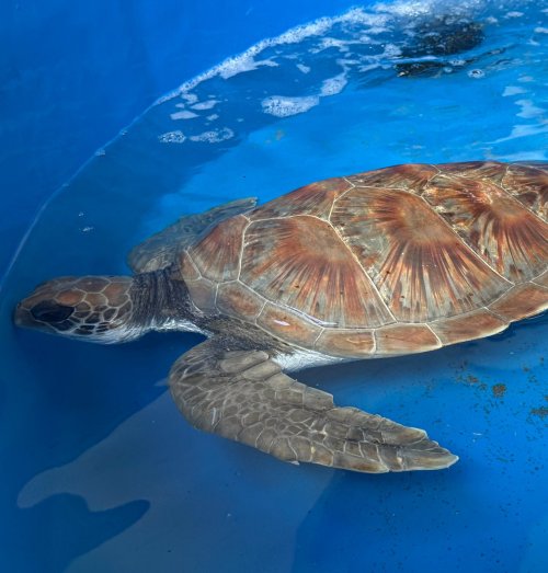 Protecting wildlife, preserving tomorrow  Image